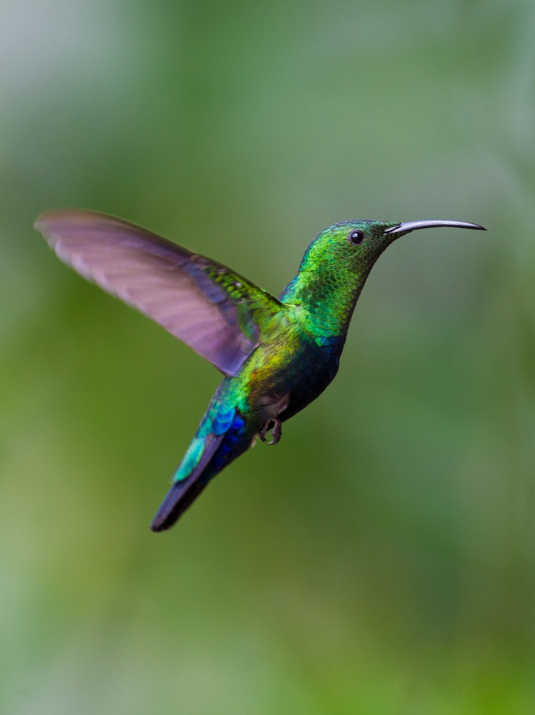 Animal Behavior Methods Poster Session