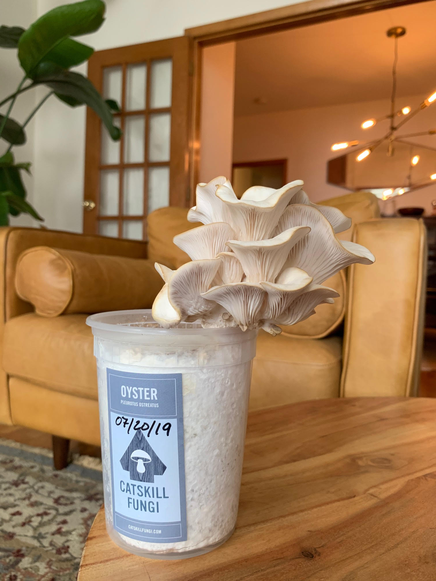 Visit https://www.eventbrite.com/e/growing-oyster-mushrooms-indoors-registration-103630048264