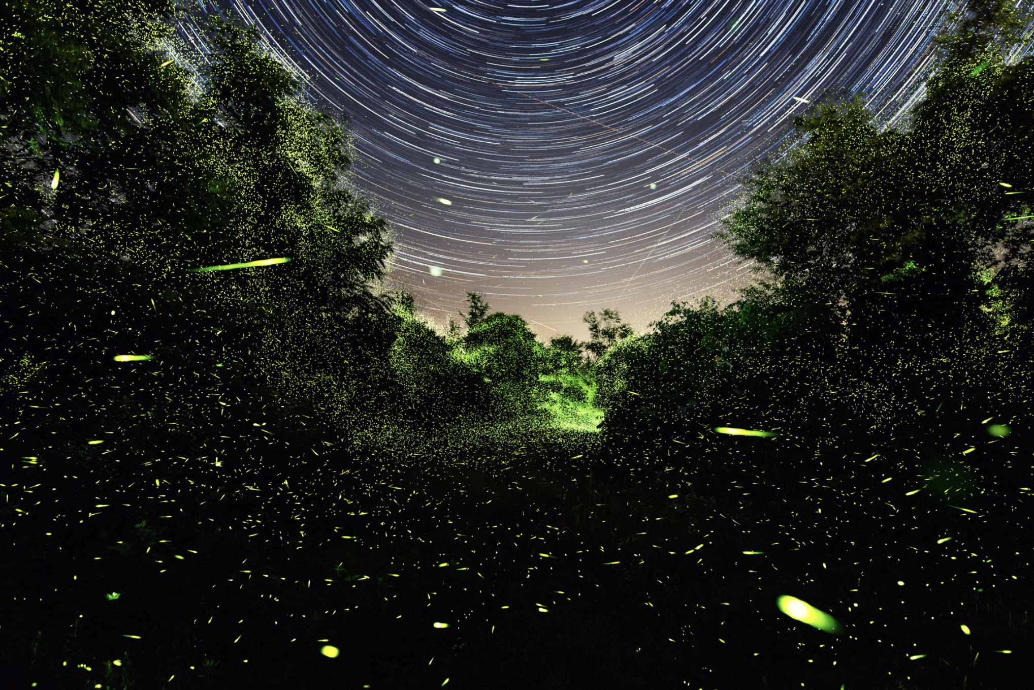 Photographing Fireflies