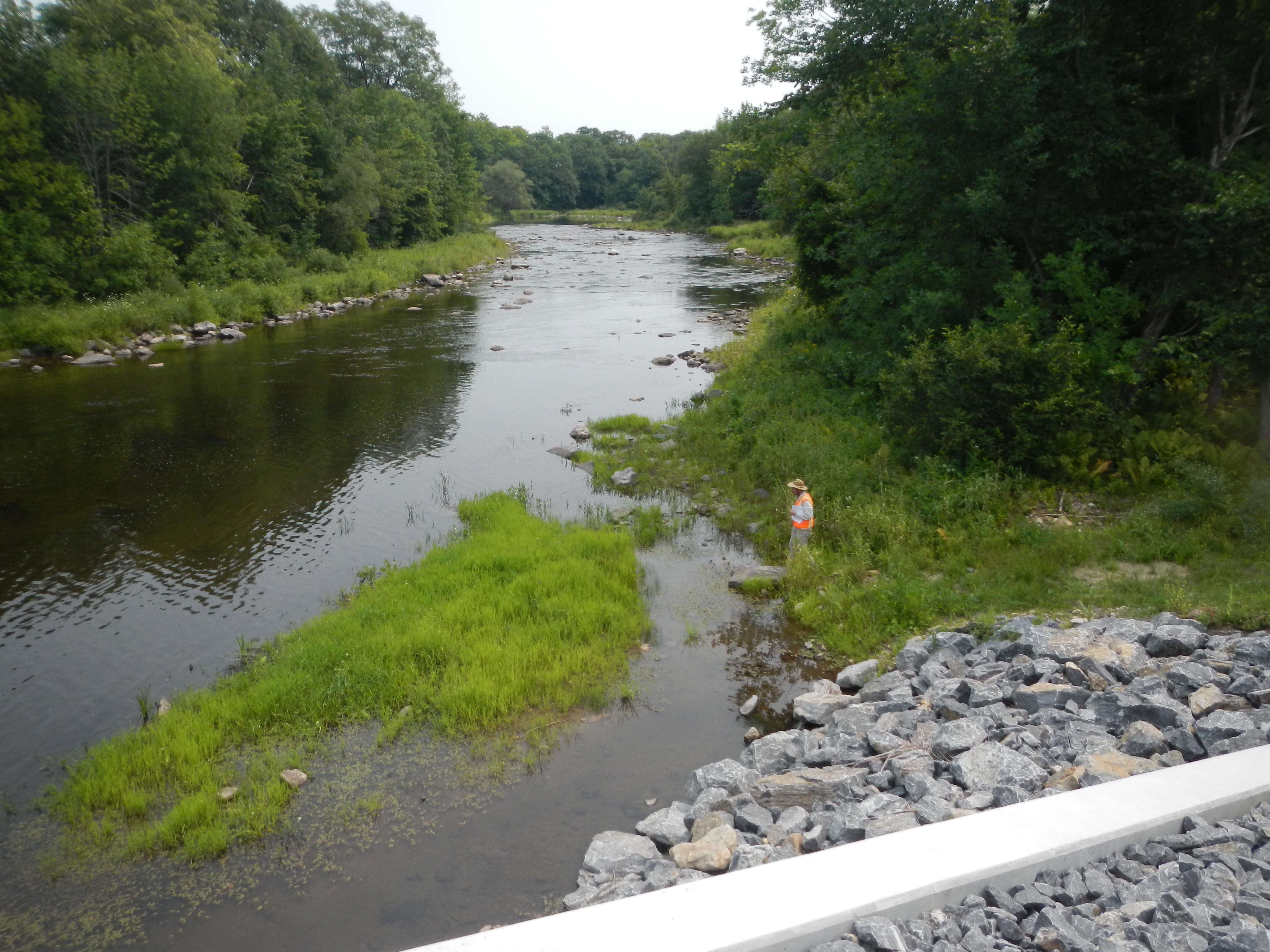 Finding a Career Path with Degrees in Botany, Natural Resources Management, and Electrical Engineering, and an Enthusiasm for Sedges