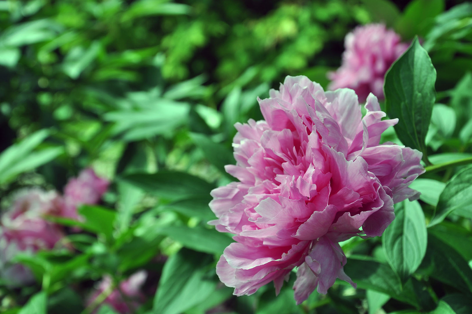 Blithewood Tour with the Cultural Landscape Foundation