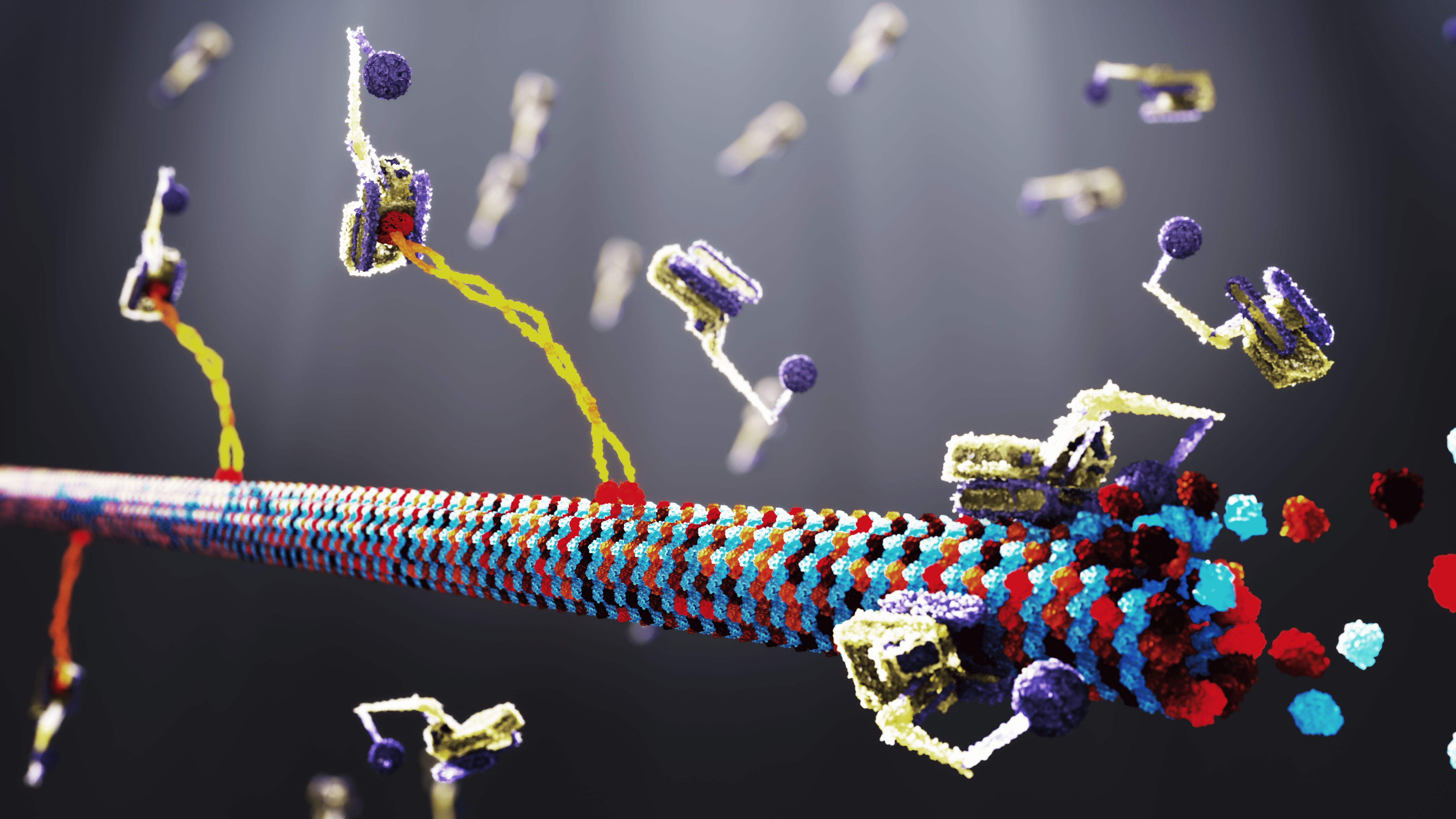 Mathematical Models of Organelle Size Control and Scaling