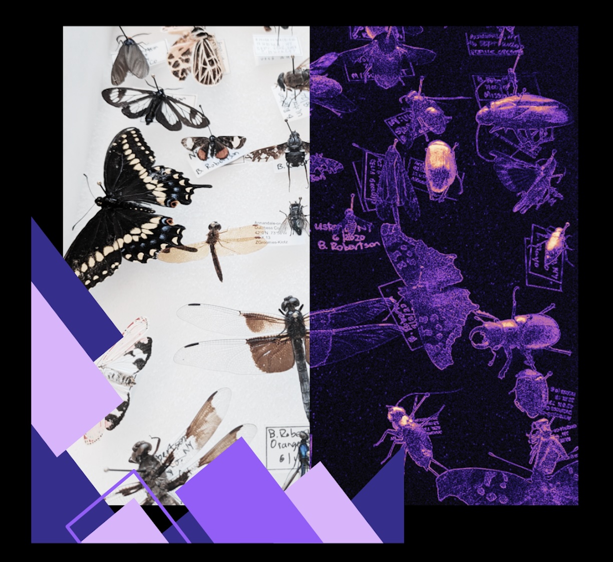 Polarized Light in Animal Vision, Maladaptive Behavior and Wildlife Conservation