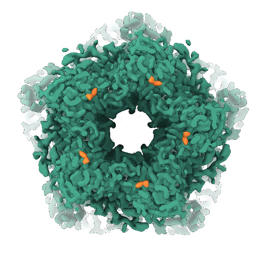 Exploring Bestrophin-1 Chloride Channel Activation by the Neurotransmitter GABA