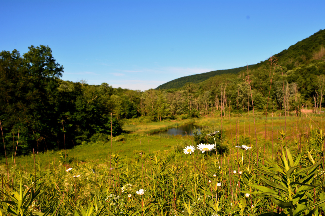 A peaceful green field with white flowers.; An Introduction to Great Hollow Nature Preserve and Ecological Research Center, a Connecticut-based Conservation NGO