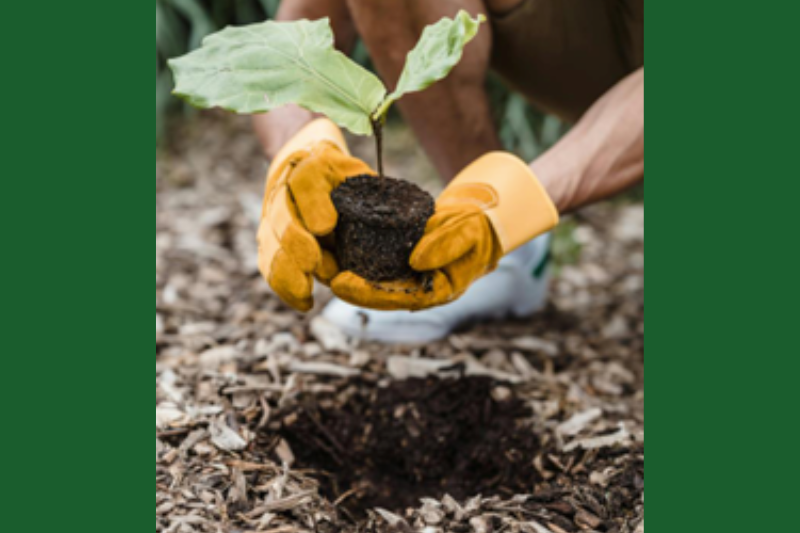 A person places a plant in the ground.; Birkbeck Seminar: Environmental Education Across Disciplines