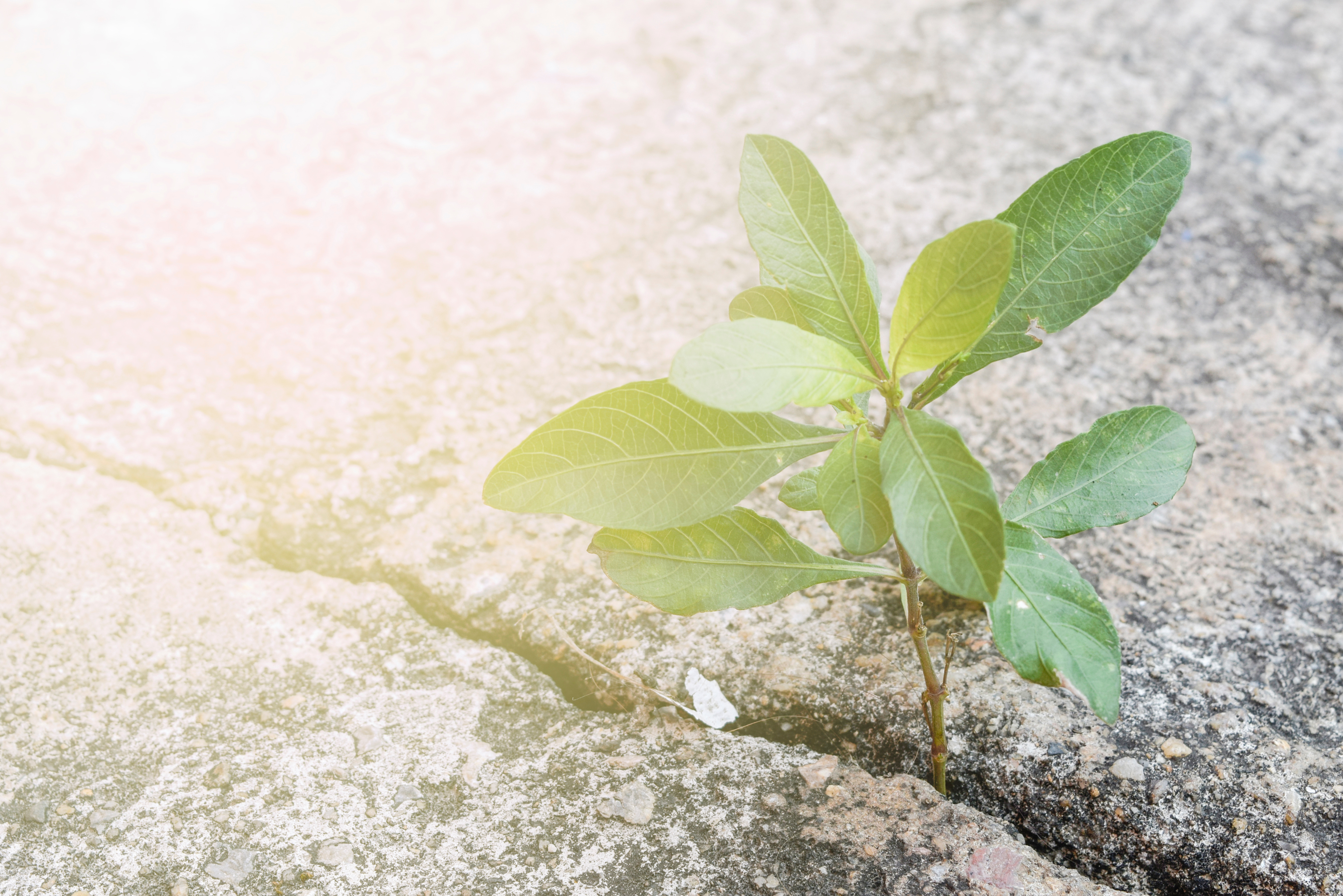A plant sprouting in a crack in a concrete sidewalk.; Meeting the Moment: Investigating Affective and Behavioral Consequences of Redemption Narratives in the Context of Discrimination