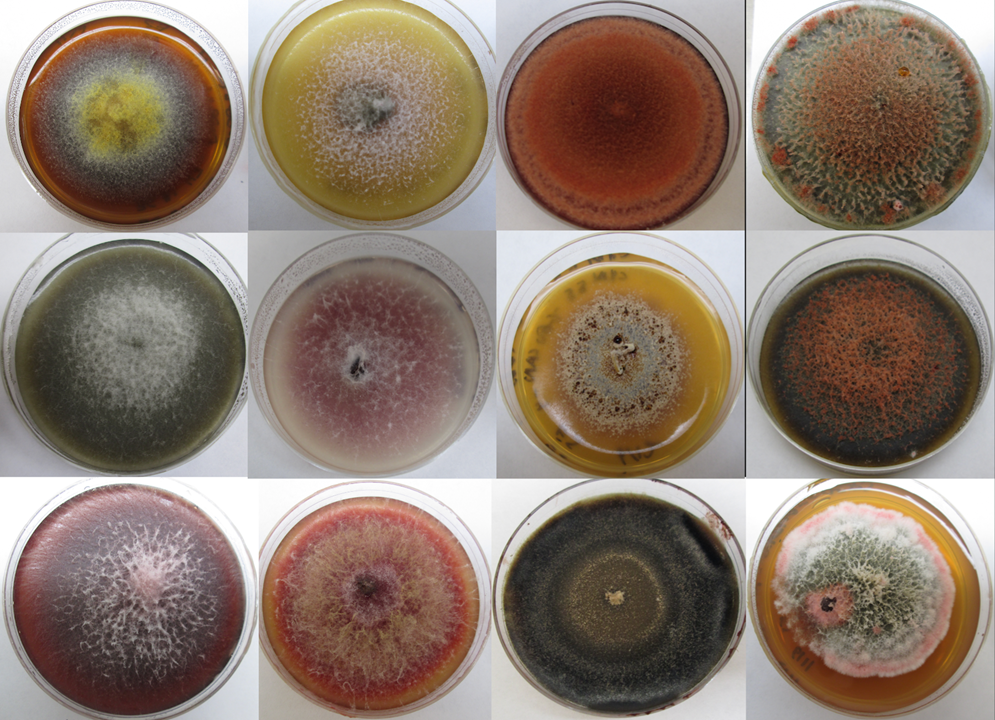 A selection of Petri dishes of different colors.; Disease in a Rapidly Changing World: Lessons from Seeds and their Pathogens