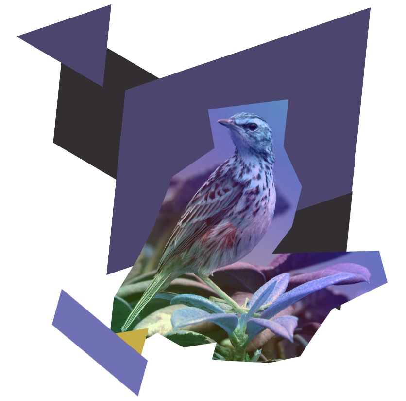 A blue bird among geometric shapes.; Integrating Science, Technology and History to Conserve Tropical Birds