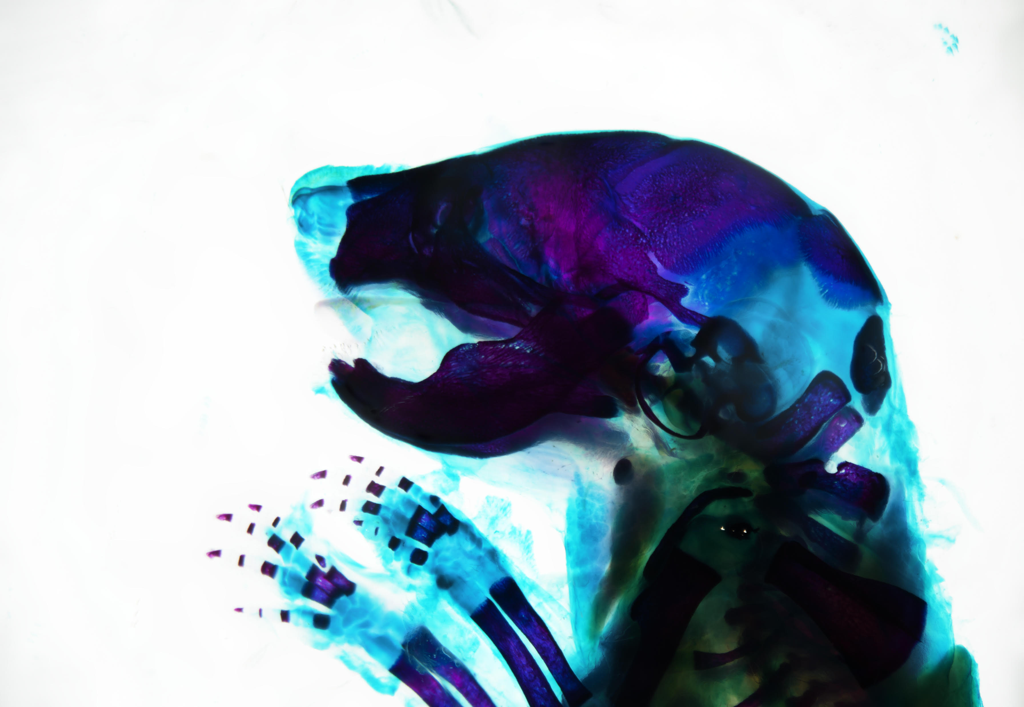 An x-ray of a small animal.; Craniofacial Bone Development: A Case Study in Tissue, Location and Time