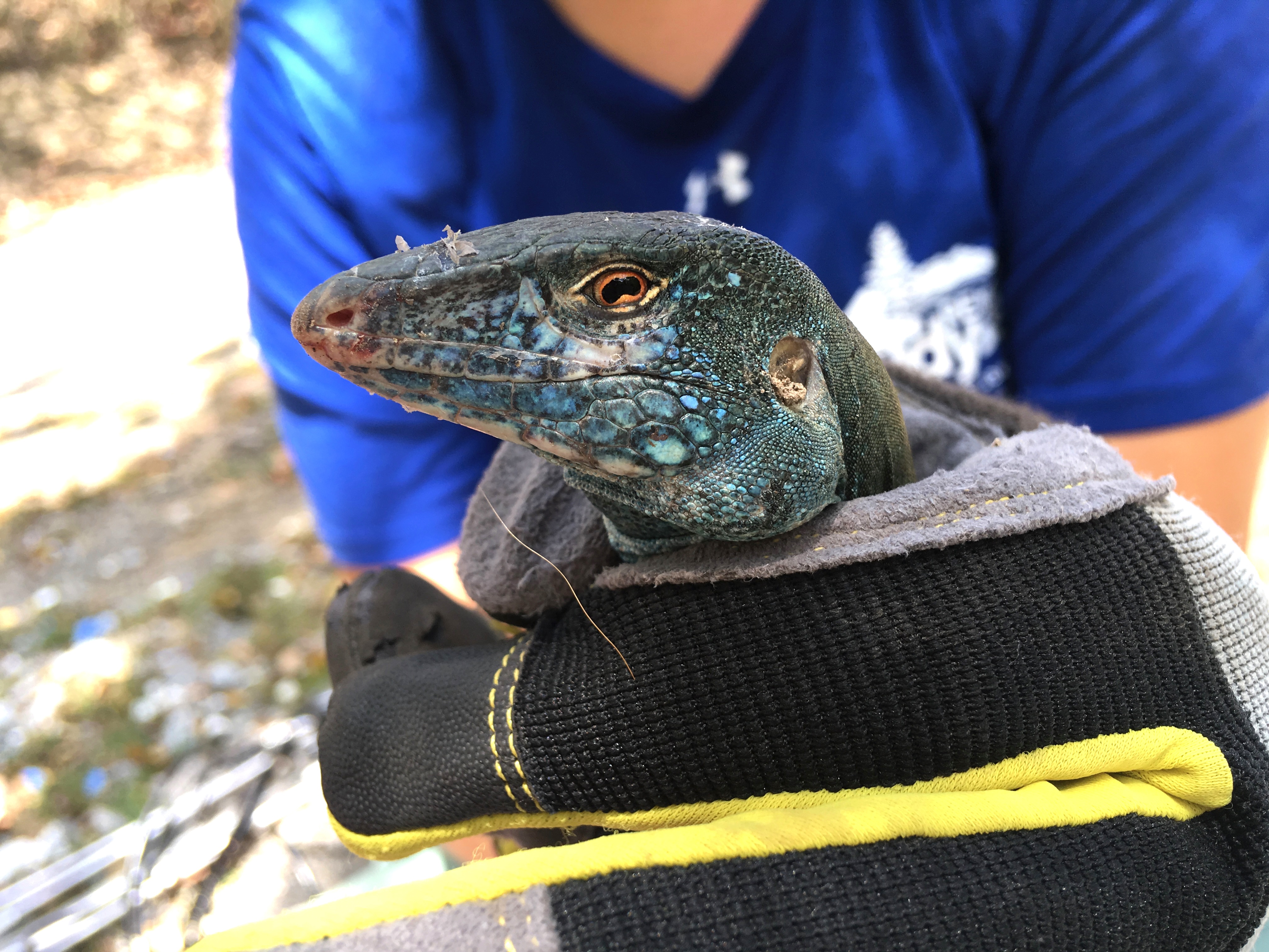 Engaging Undergraduates in Herpetological Research: Field Studies in the Northeastern US and Montserrat, West Indies