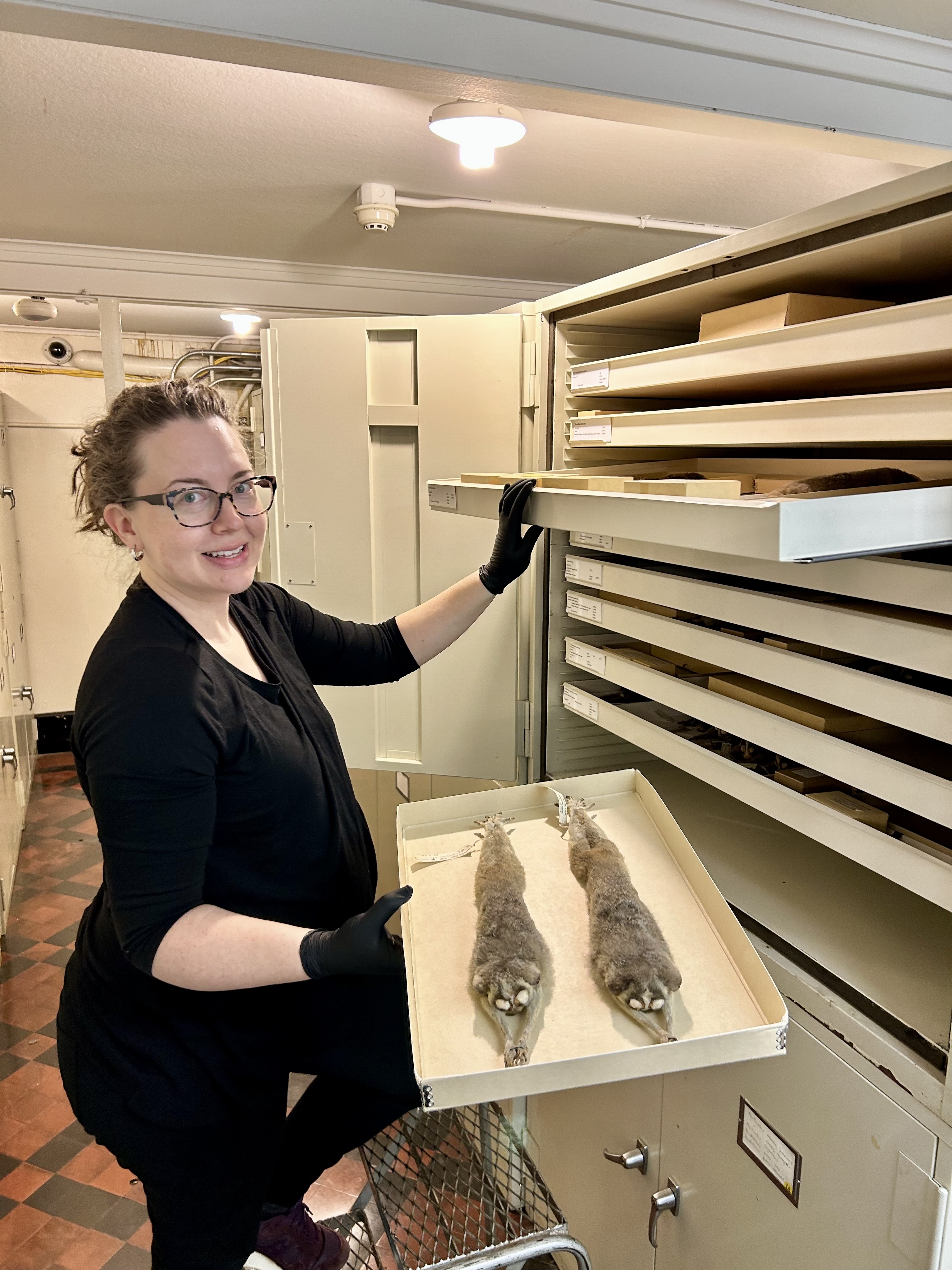 A researcher holding out a tray with taxidermied animals for the camera.; Conservation Museomics: The Role of Museums for Innovation in Conservation Biology