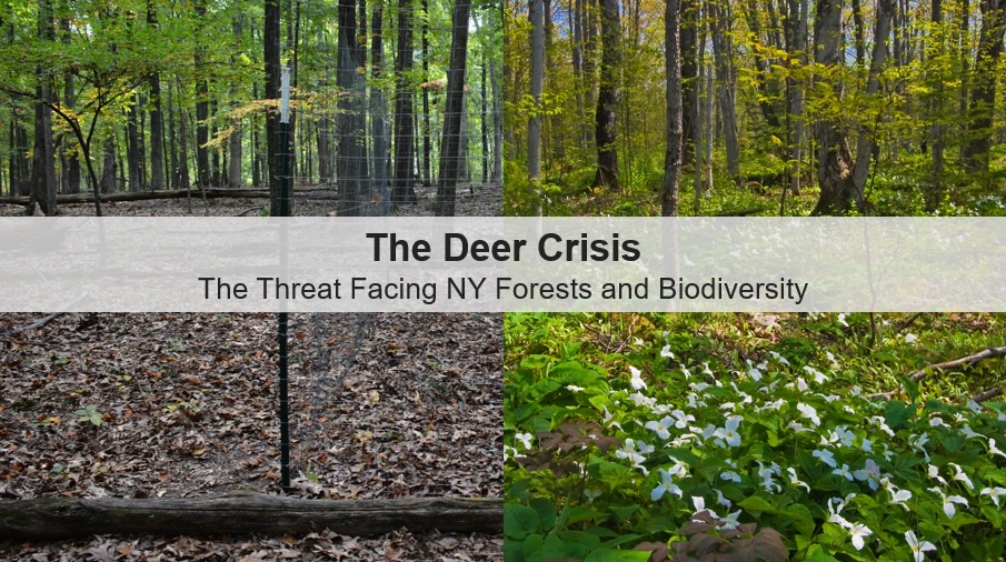 The Deer Crisis: The Threat Facing New York Forests and Biodiversity&nbsp;