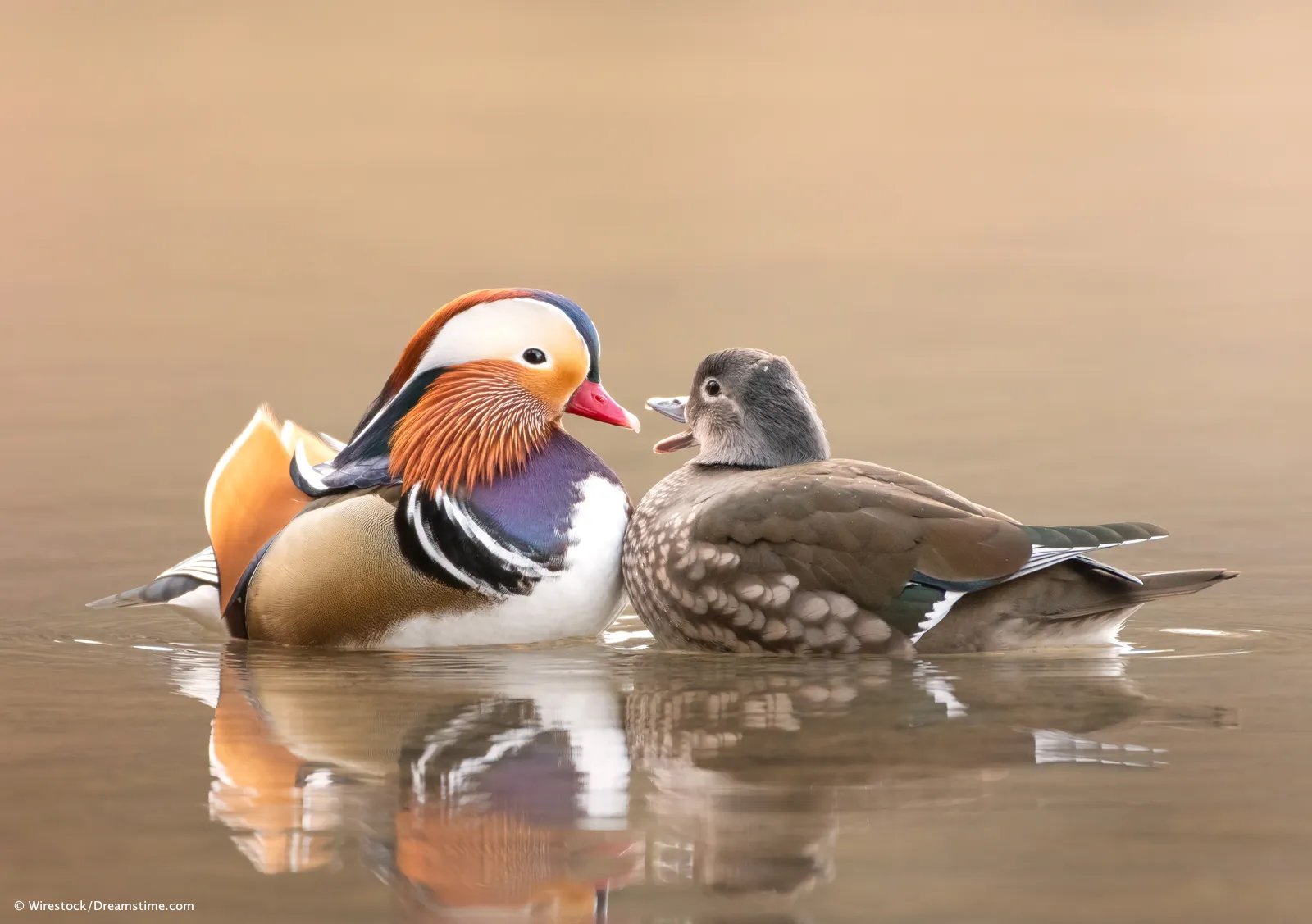 Sex Differences&nbsp;in Nature and Biology