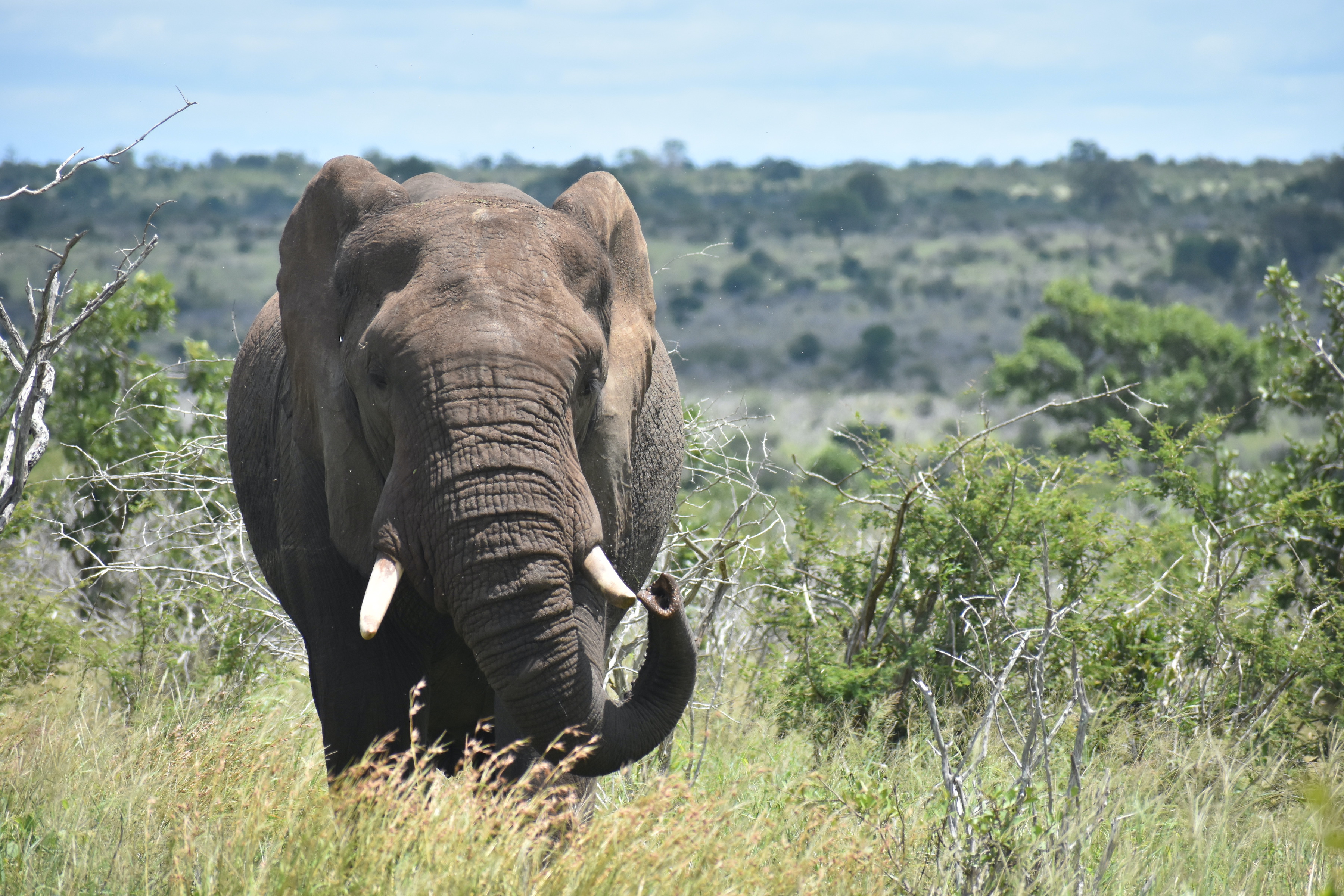 The Impacts&nbsp;of Megaherbivores on African Savanna Ecosystems