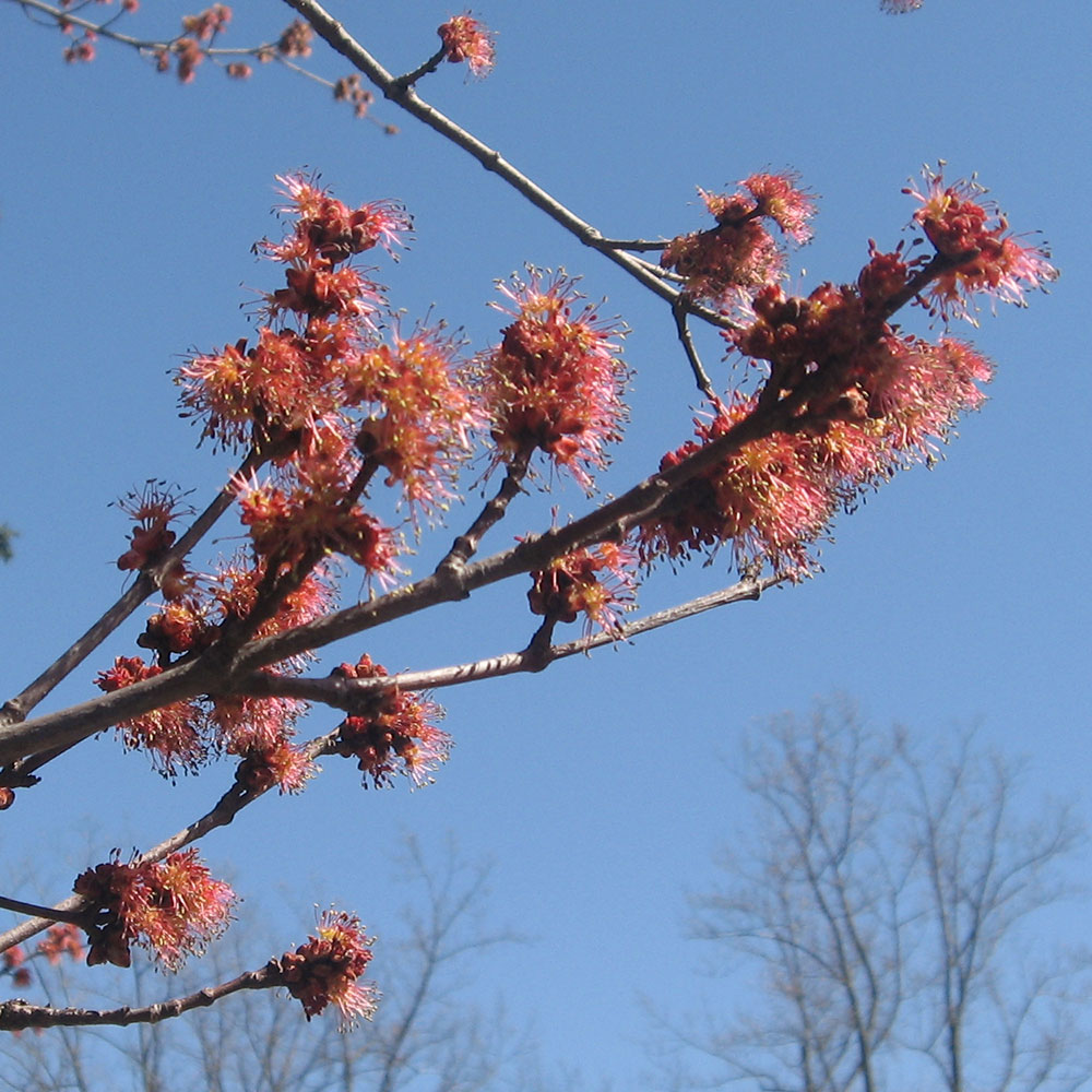 Red Maple Buds